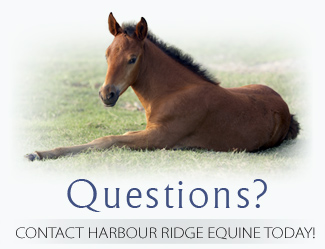EquineReproductionQuestions1